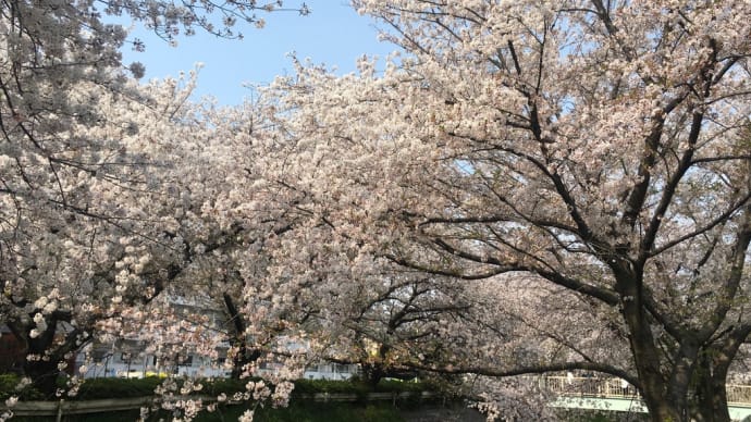 桜便り