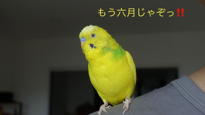 【2982】水無月の野鳥たち