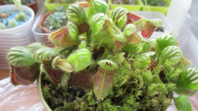 2021秋☆セファロタス植替え その2
