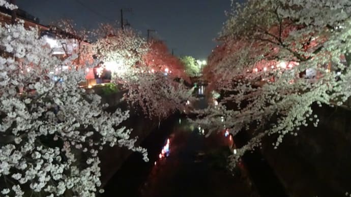 ４月１日　夜桜