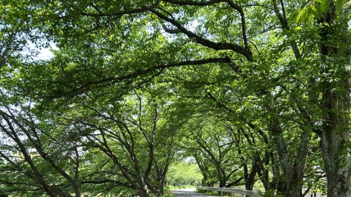 藤原宮跡