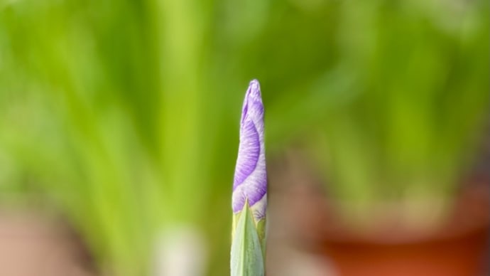 花菖蒲がいい感じになってきました