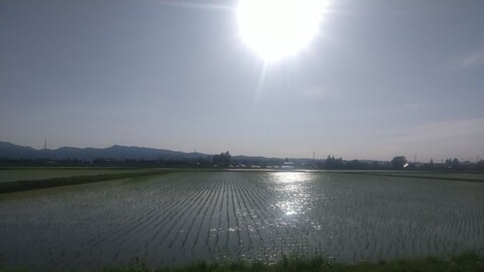 pochiko農園花の道
