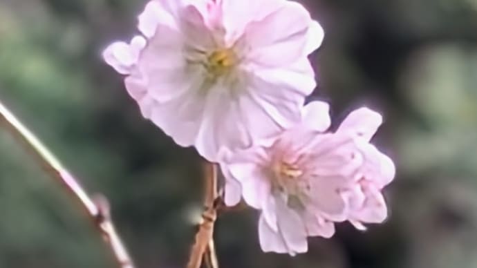 春をみる