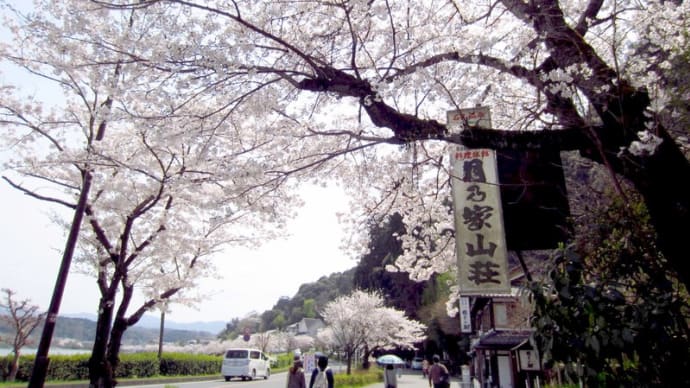 春のお花見散歩32   石山寺は桜吹雪だべこ！