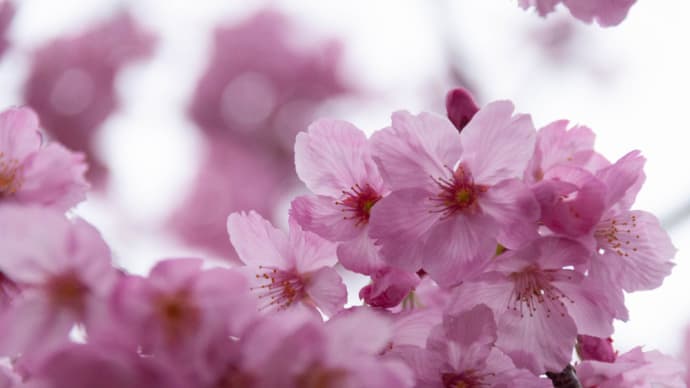 3月に撮った桜