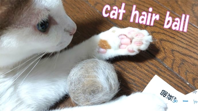 猫の毛玉ボール（cat hair ball）作り競争してみませんか～🐱＆アスファルトの温度＆男の料理