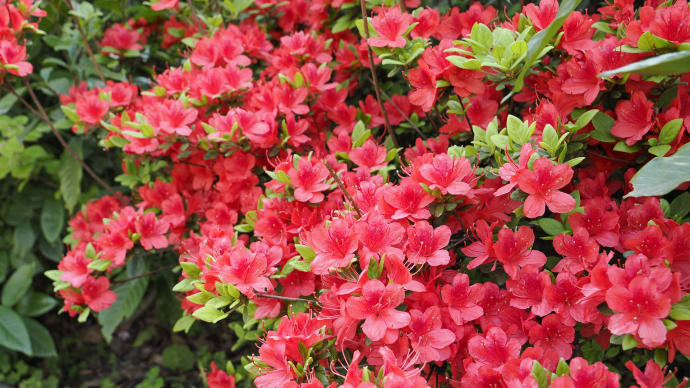❹桜花も謳歌!?西区から中区へ桜の名所