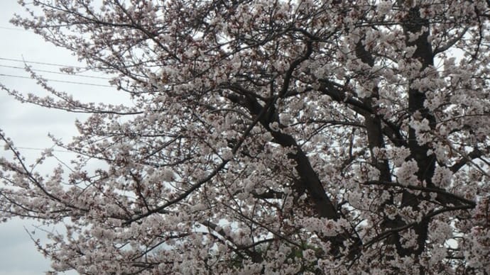 桜 タケノコ ジャガイモの芽