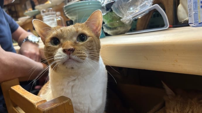 看板猫のいるお店で猫飲み (2506-4)