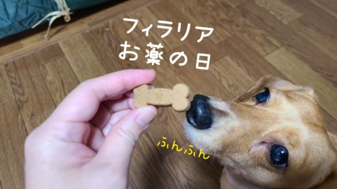 フィラリアお薬の日💕