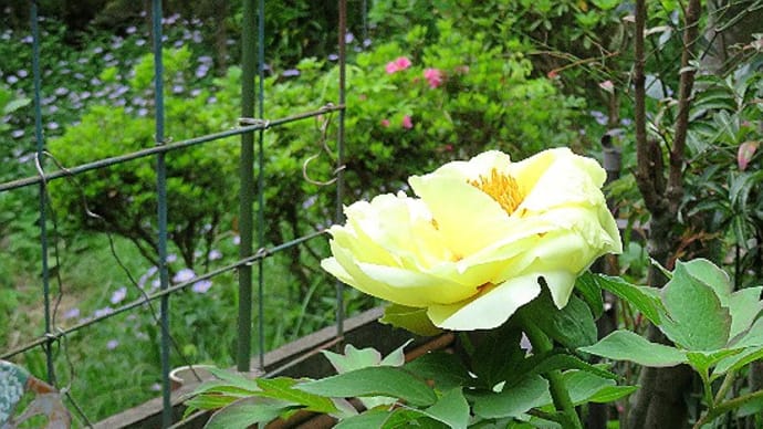 庭の花木(4月-2)ボタンもさっと咲いて束の間に花びらを落とした。