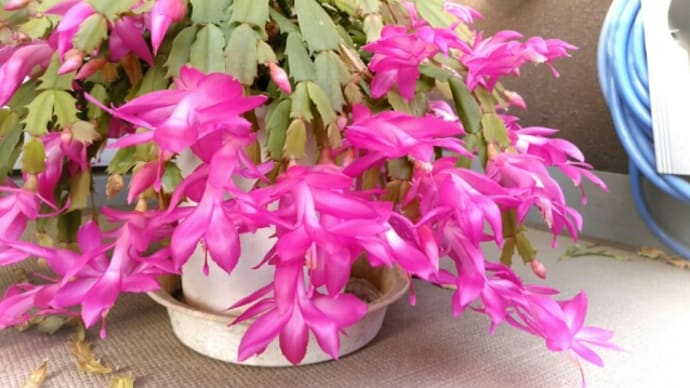 花盛り