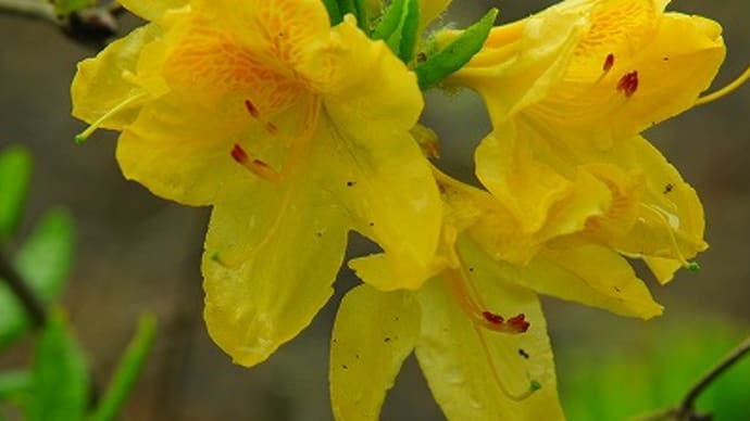 自宅に咲く花達 晩春2