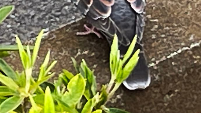 【江戸の街・治水された河辺で鳥と会話】