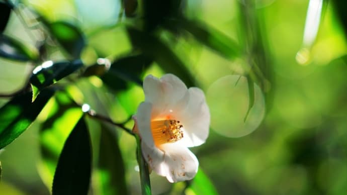 ツバキとツワブキの花(赤塚植物園 2021.12.19撮影)