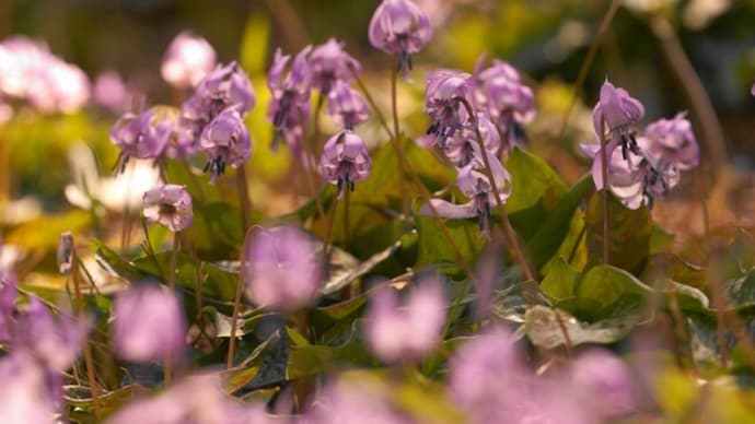 牧之原公園 輝くカタクリの花