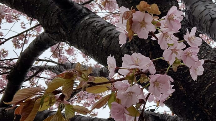 我が家の春 その②