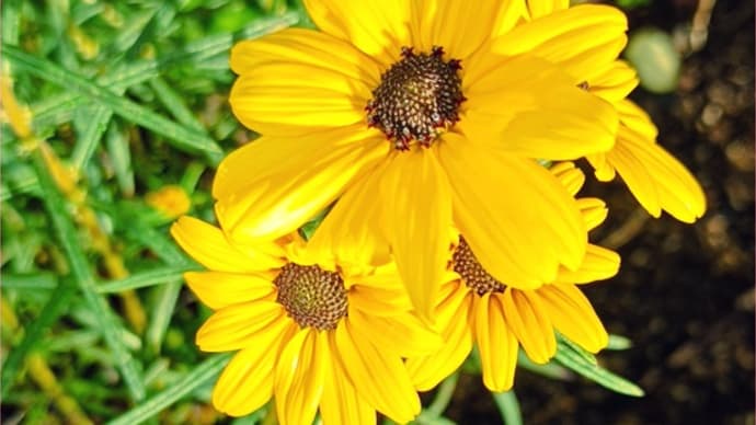 薔薇ポチしちゃった!!ヽ(^。^)ノ*コリンクレイヴン💛