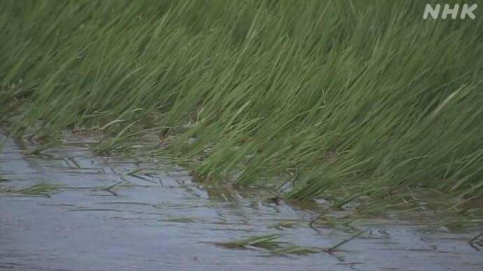 オランダでは11200の畜産農家が閉鎖に追い込まれ 日本では大雨でコメ農家が危ない。