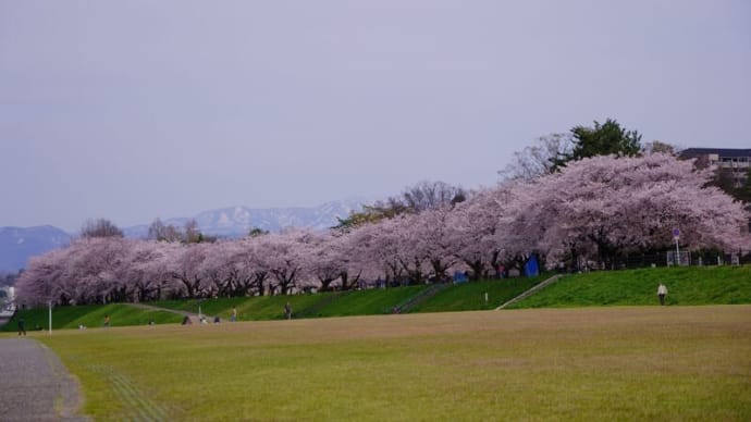 ●昨年の犀川の桜並木 gooブログサービス終了