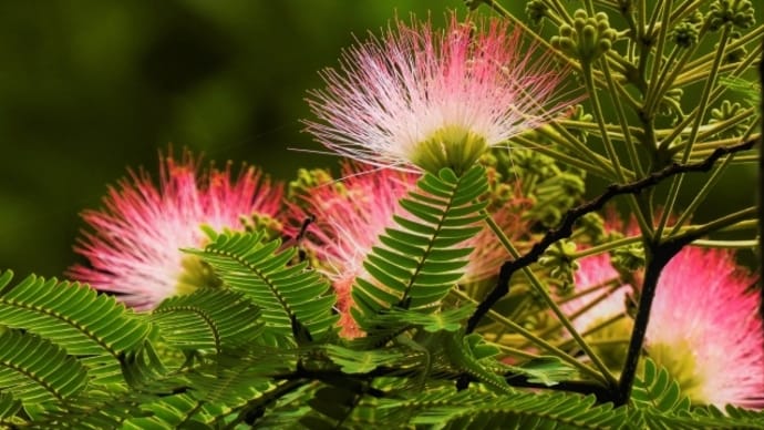 奇蹟ライブラリー〜動物・植物・無生物〜
