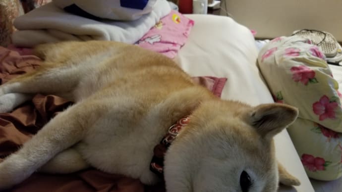 最近ボケてきたクリン