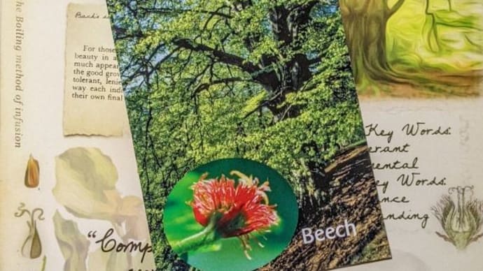 Beech