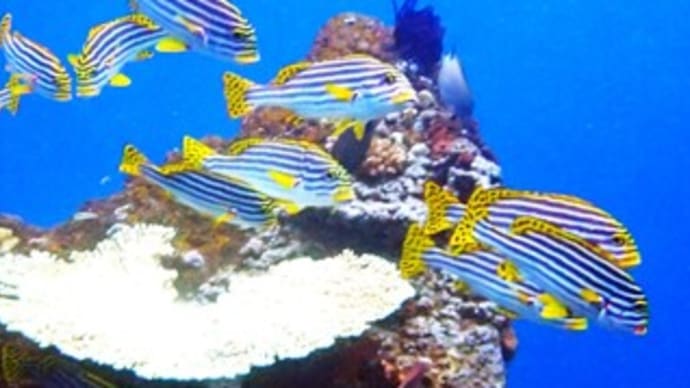 沈没船リバティ号へ