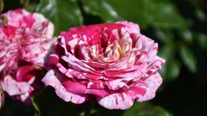 バラ狩り 神奈川県平塚市 花菜ガーデン:ローズフェスティバル2022春(3)バラ園手前