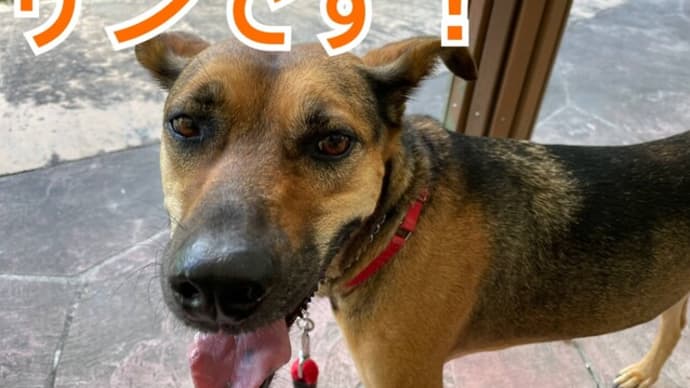雑談と今週のワンコさんたち
