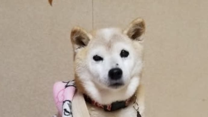 今朝は庭が凍ってた‼️