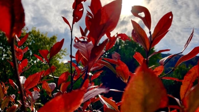 ブルーベリーの紅葉