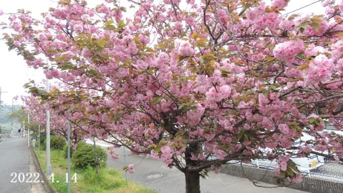 桜 ヒラヒラ~~ パート2(八重桜)