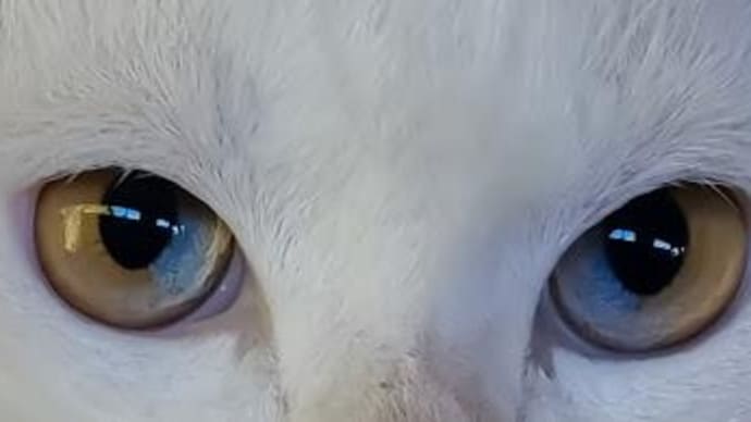 猫の目 ダイクロイックアイ