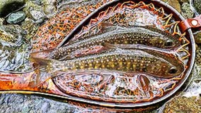 T.K様の渓流のルアーフィッシング。
