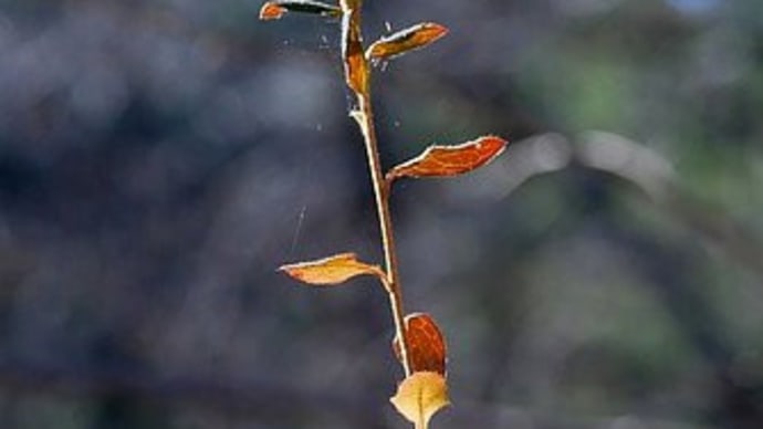 小枝