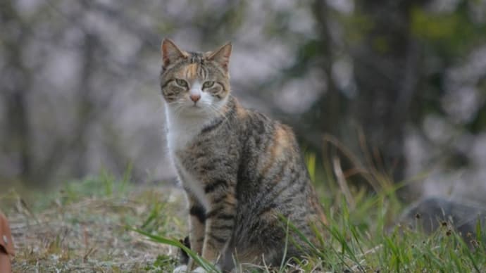 ３５回目の命日　～も、やっぱり猫が好き！～