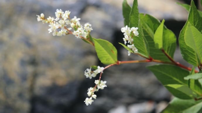白馬 八方尾根の花 9月6日 その2 4種。
