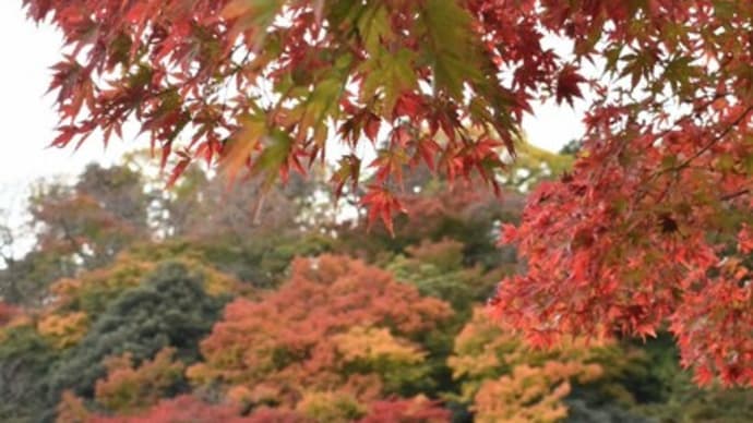 高岡古城公園の紅葉