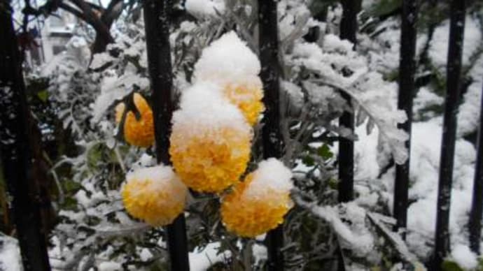 11月の初雪