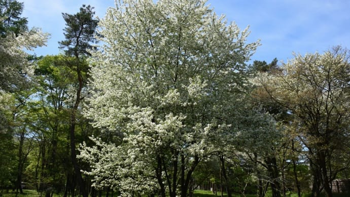 林床の花写ん歩(その7)