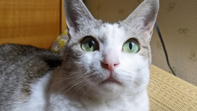 猫に癒やされる