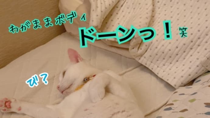 わがままボディドーンっ!