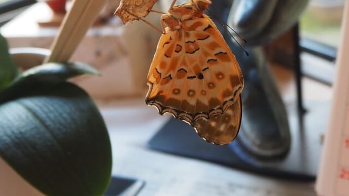窓辺の蝶とトウモロコシ種蒔