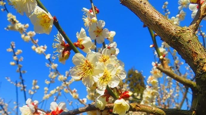 叶匠寿庵 花の宴 梅まつり(1)