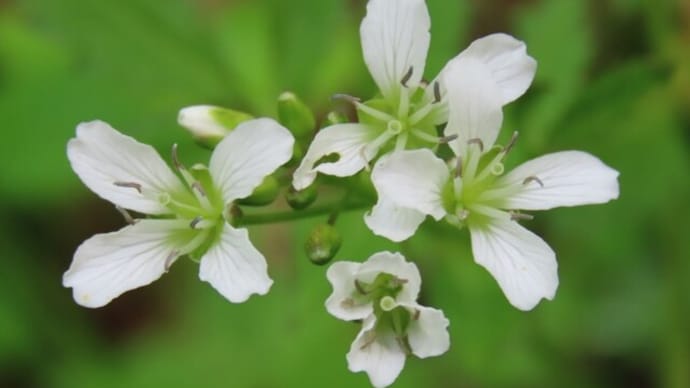 高ボッチ高原・鉢伏山で最近咲いている花 ヒロハコンロンソウ(広葉崑崙草)