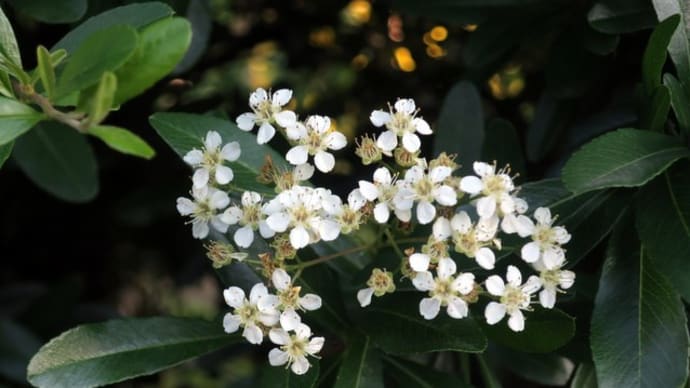 2020-5-19 散歩途中で見た花と我が家の花