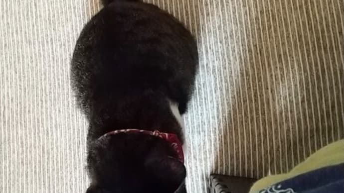 それじゃニャいもん