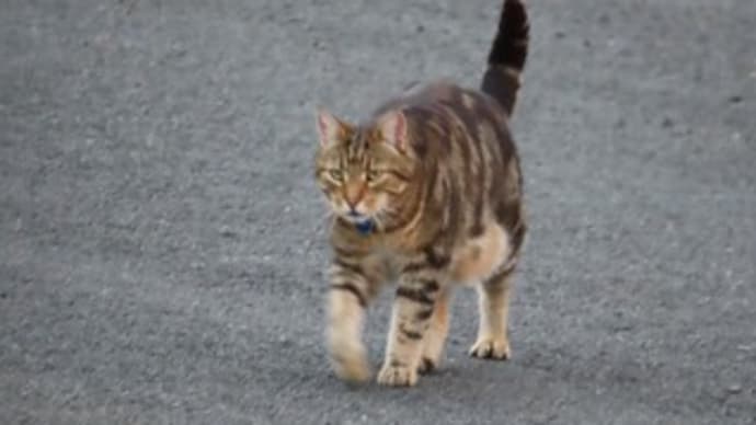 来る猫